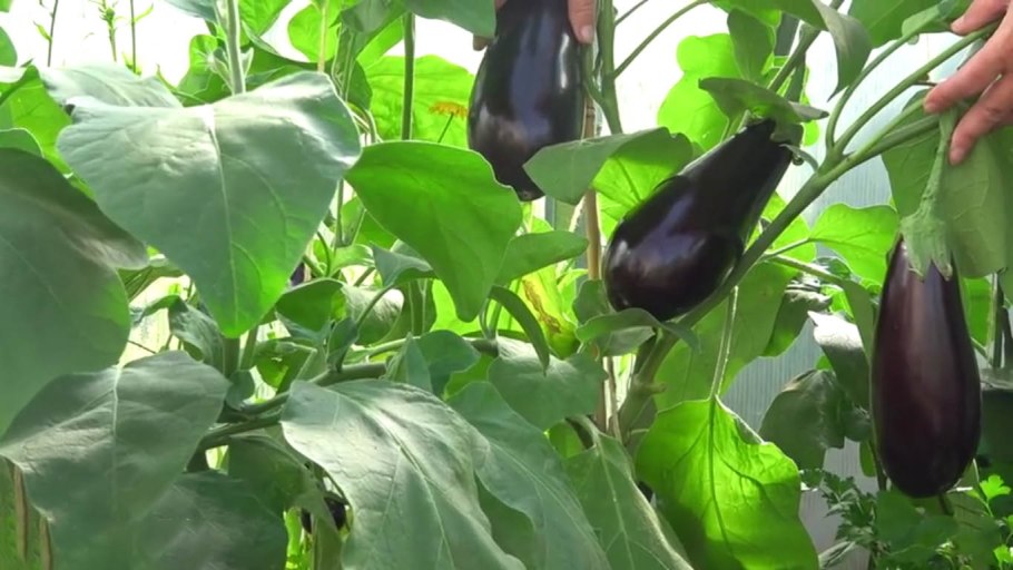 Необычные баклажаны