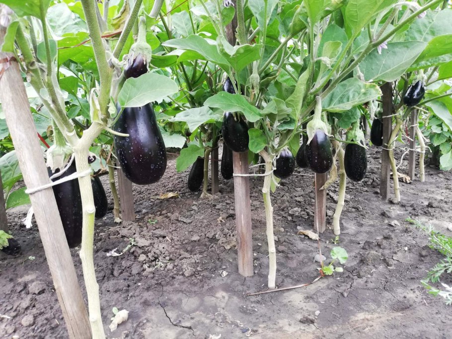 Сорт баклажан Кармен