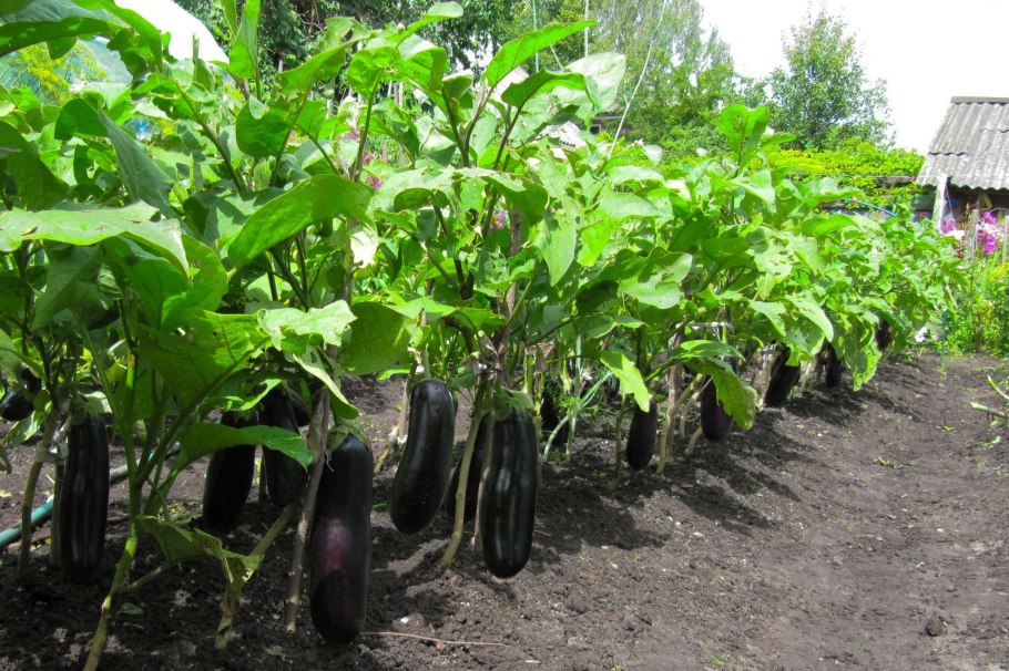 Баклажан Алешенька f1