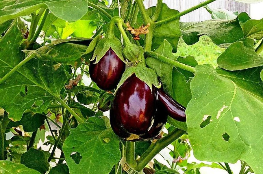 Баклажан кустовой