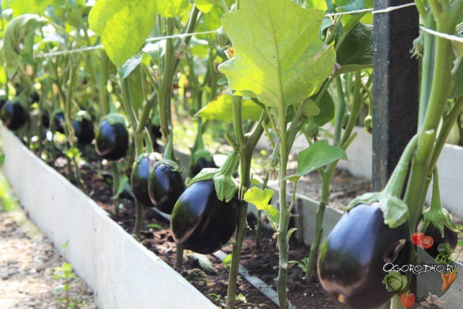 Парник для баклажанов