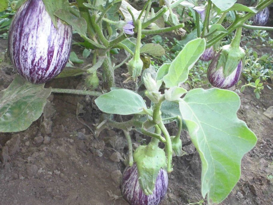 Баклажан японский карлик 20шт Сиб сад