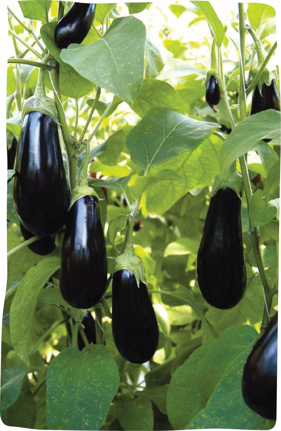 Грибовские баклажаны