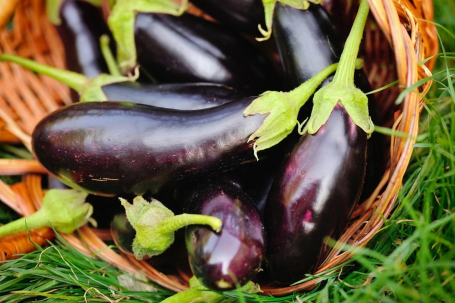 Парник для баклажанов