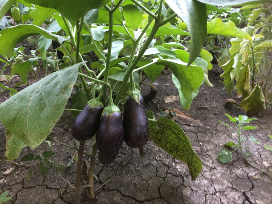 Баклажаны в огороде