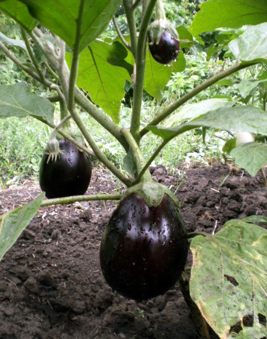 Перцы и баклажаны