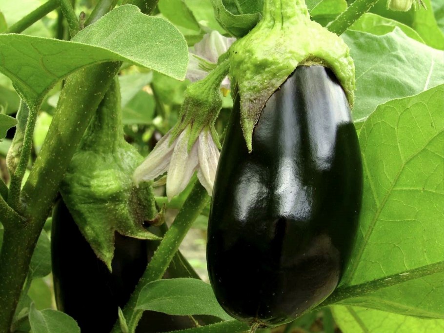 Маленький баклажан