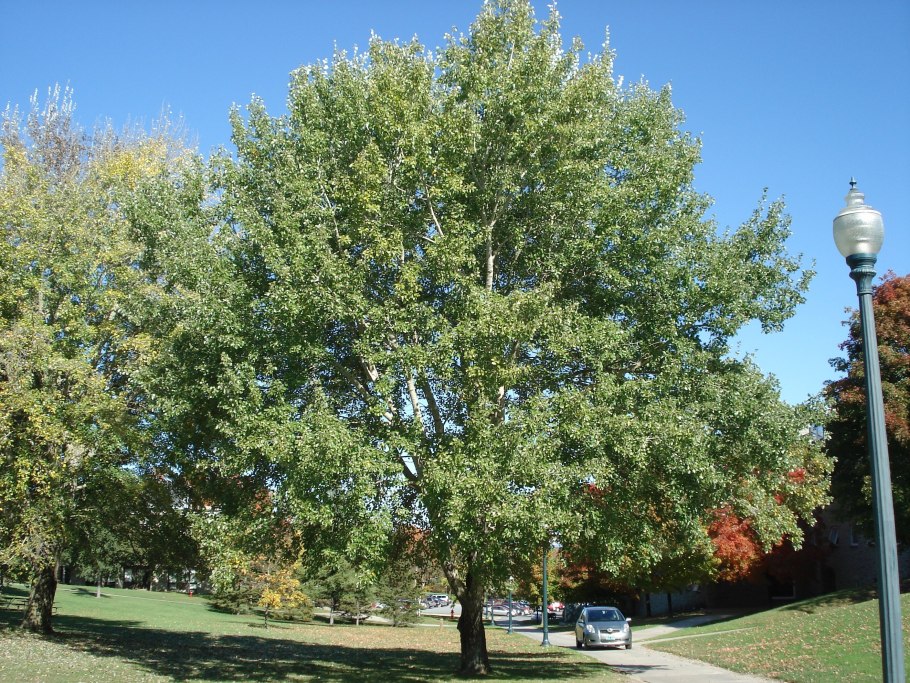 Лесная ферма Бордман штат Орегон