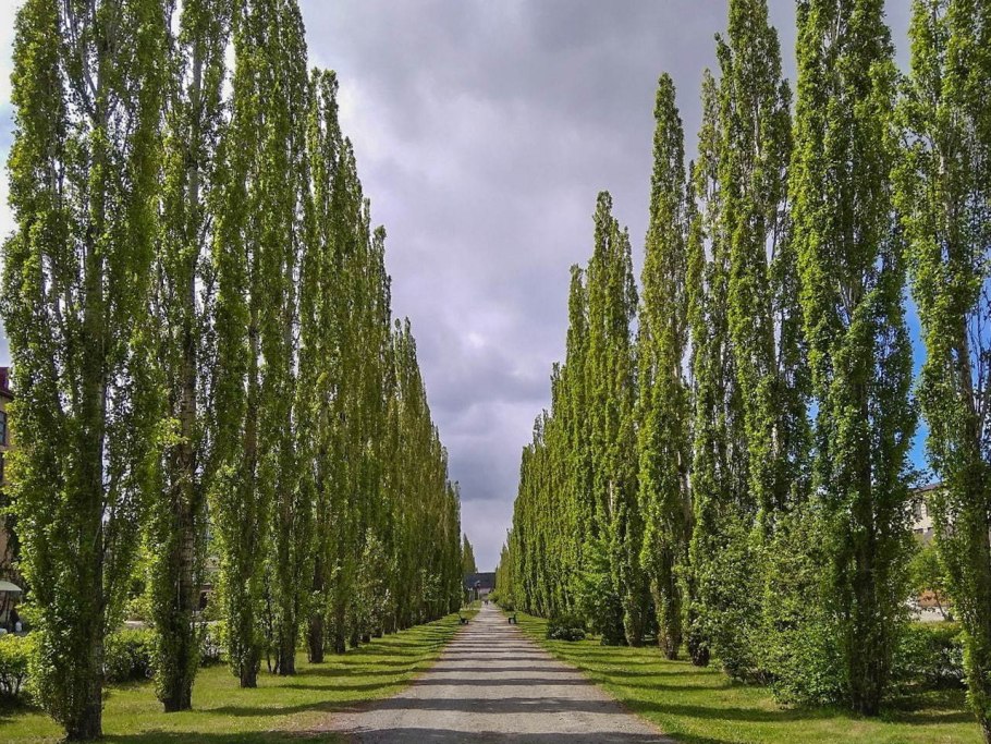 Тополь гибридный пирамидальный