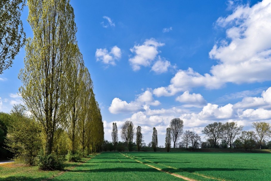 Тополь белолиственный