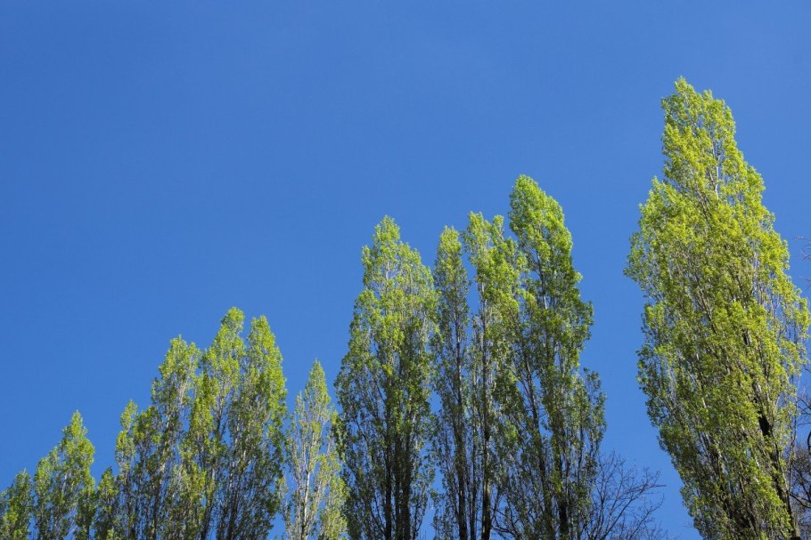 Пирамидальный Тополь Раина