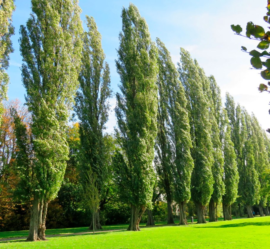 Тополь гибридный пирамидальный