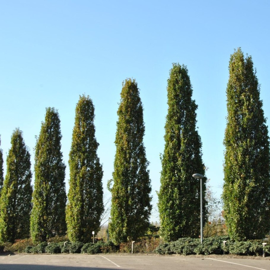 Тополь Симона Фастигиата