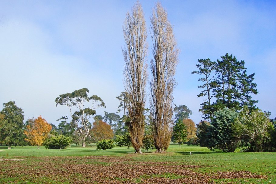 Тополь кипарисовидный