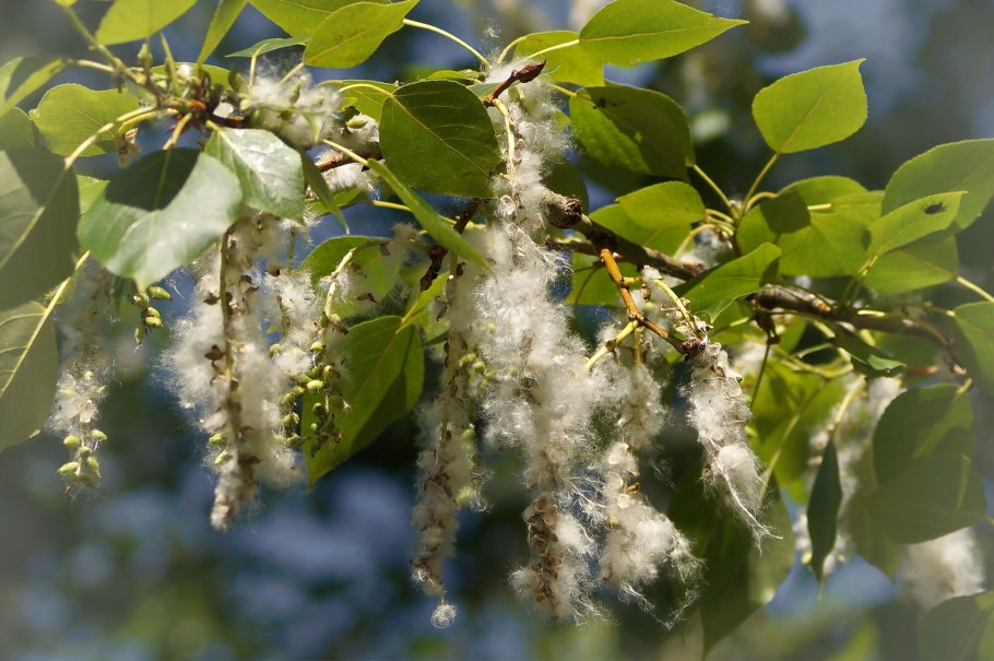 Yellowstone National Park Trees