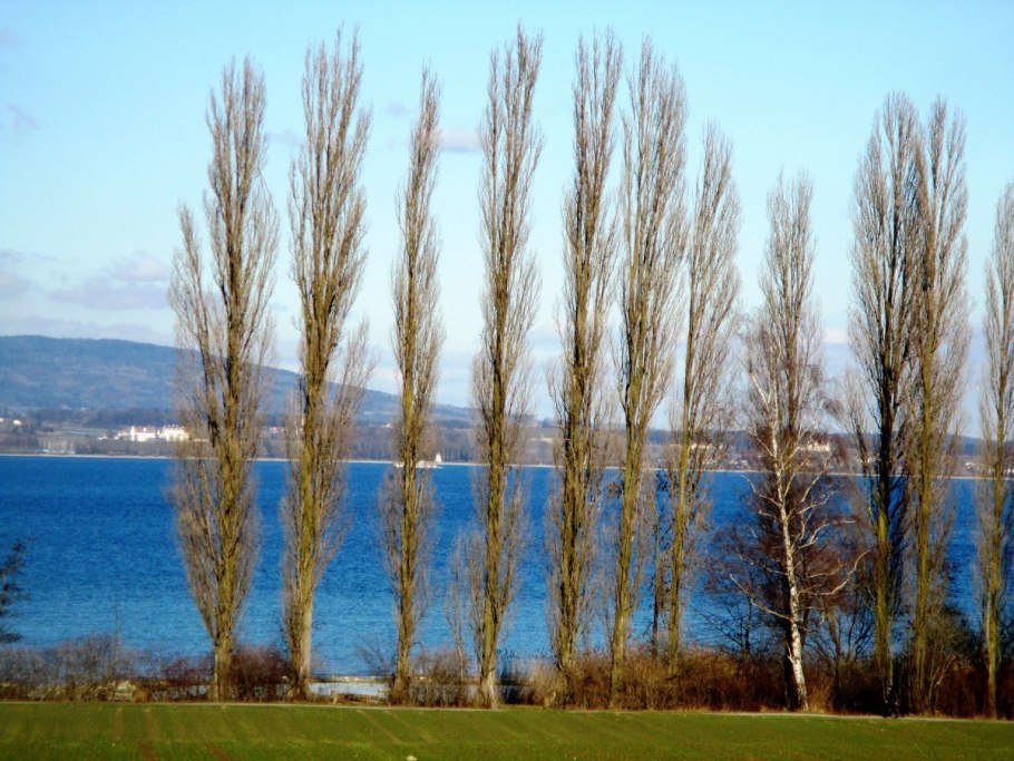 Пирамидальный Тополь пух