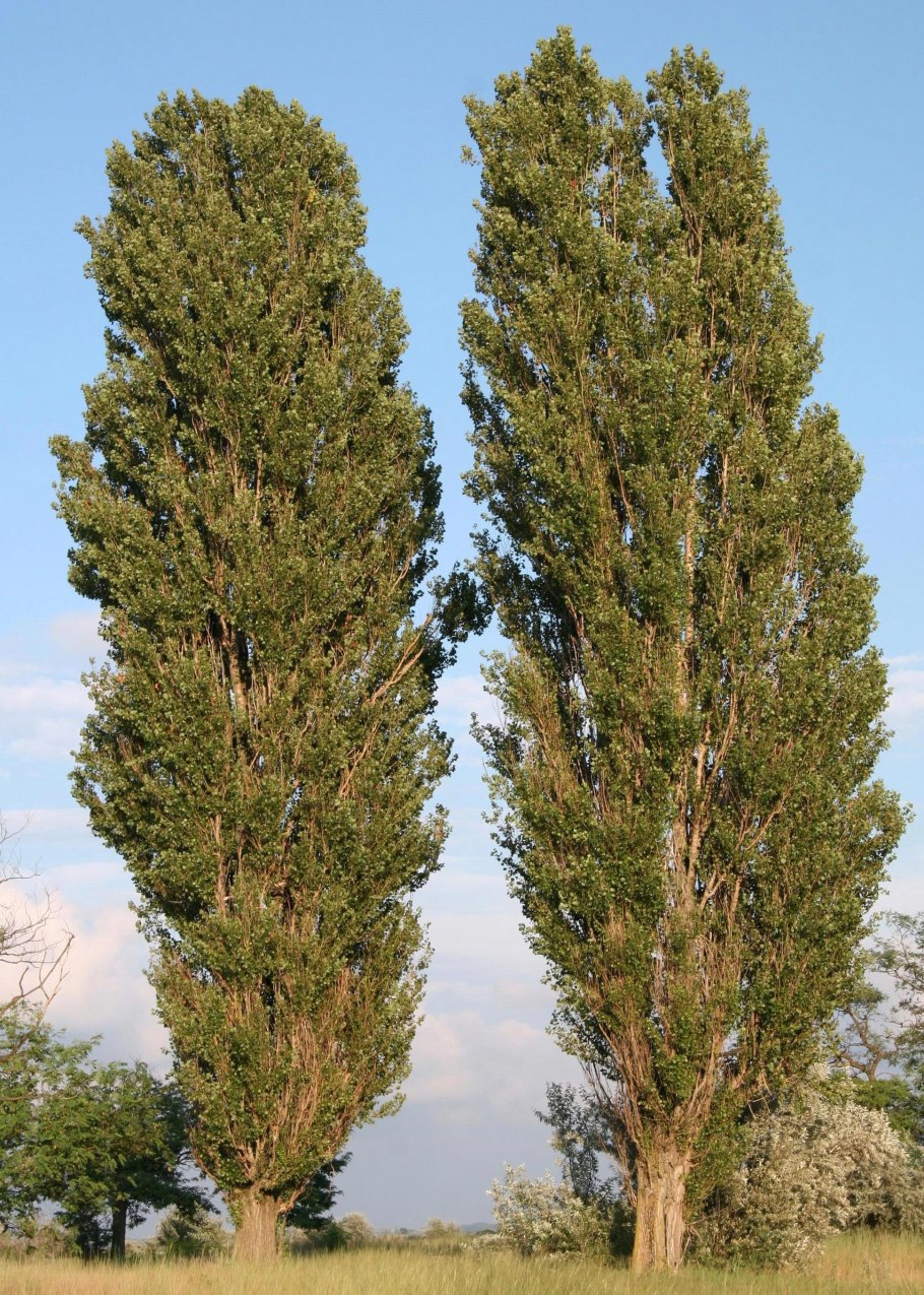 Тополя Минска