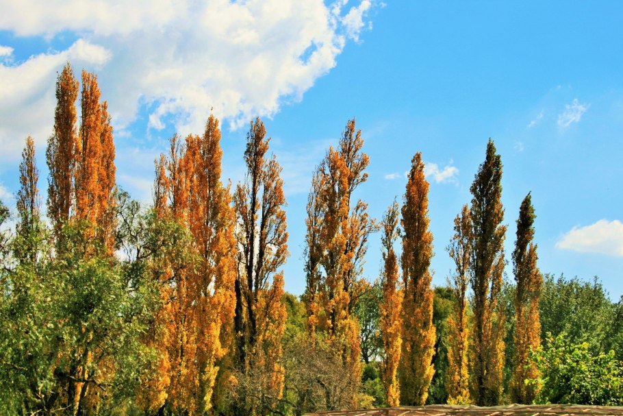 Тополь Советский пирамидальный