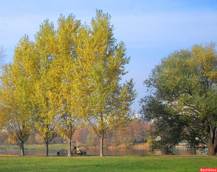 Осина Северной Америки