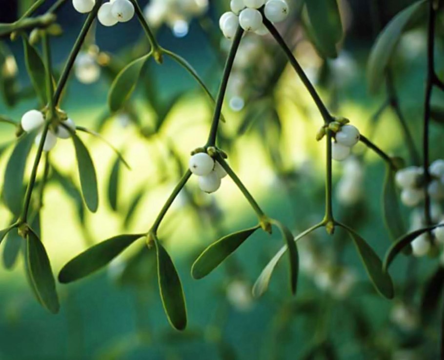 Омела - Viscum album LP