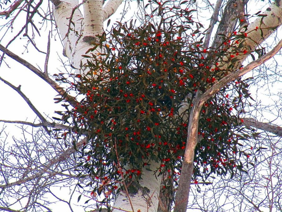 Омела кустарник паразит