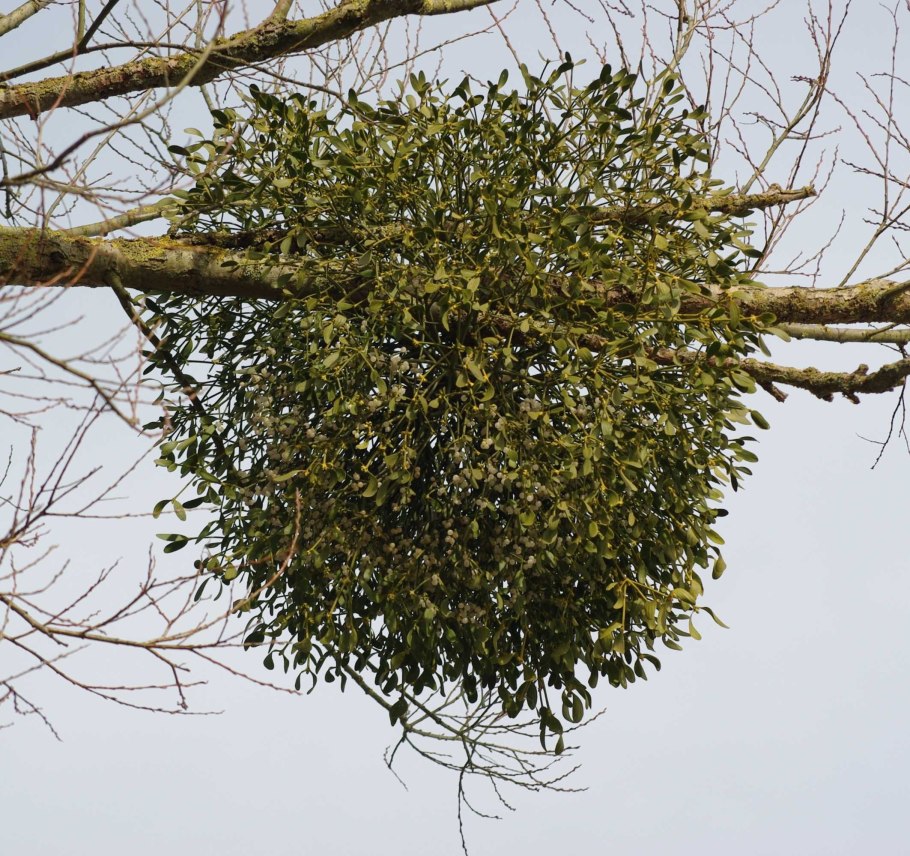 Омела белая