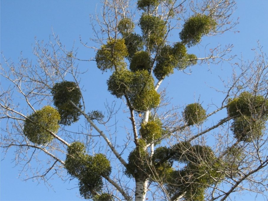 Омела растение паразит