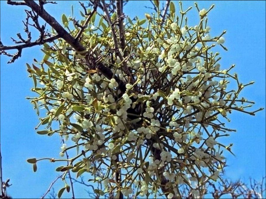 Омела растение паразит