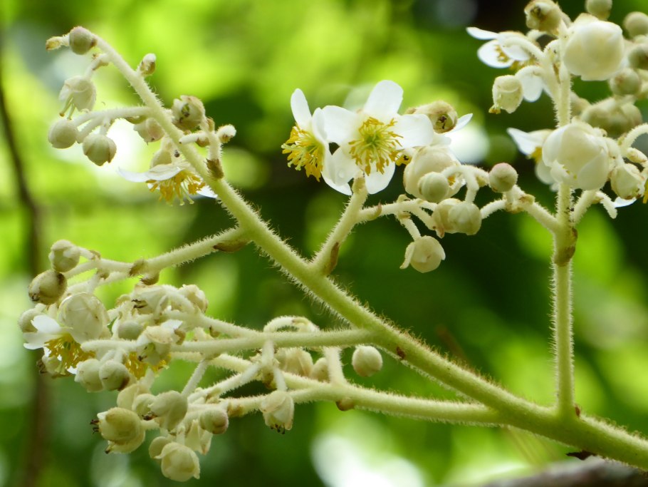Цветы омелы белой
