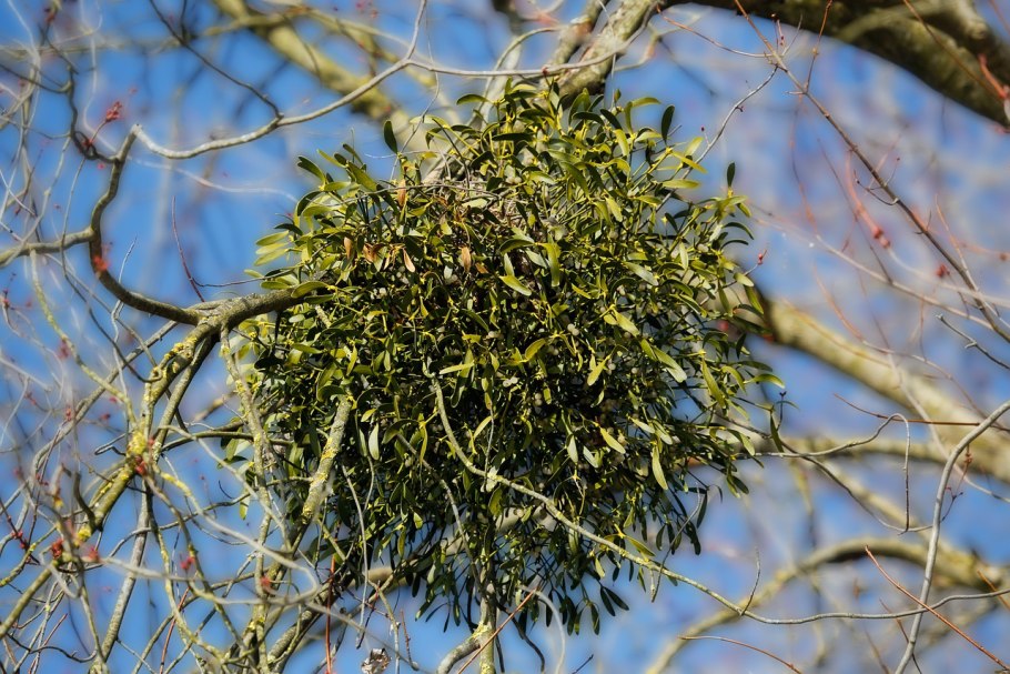 Омела растение паразит