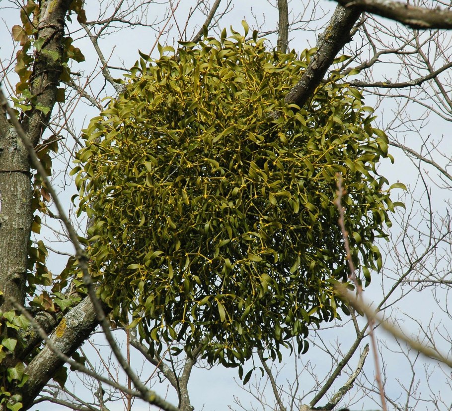 Омела белая