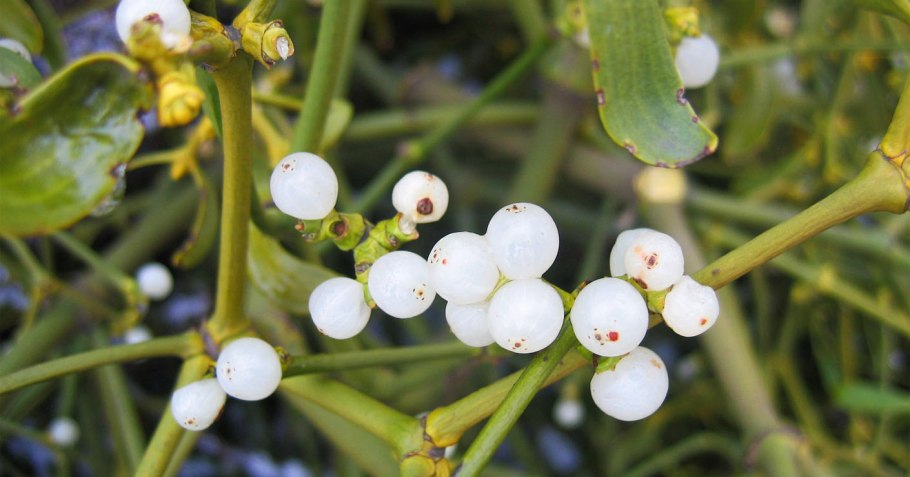 Омела растение