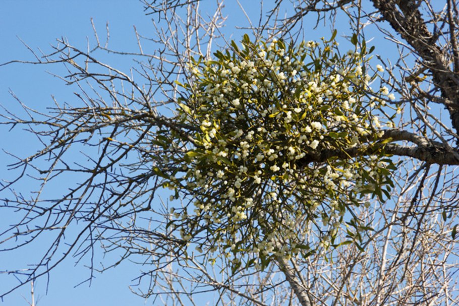 Омела дубовая