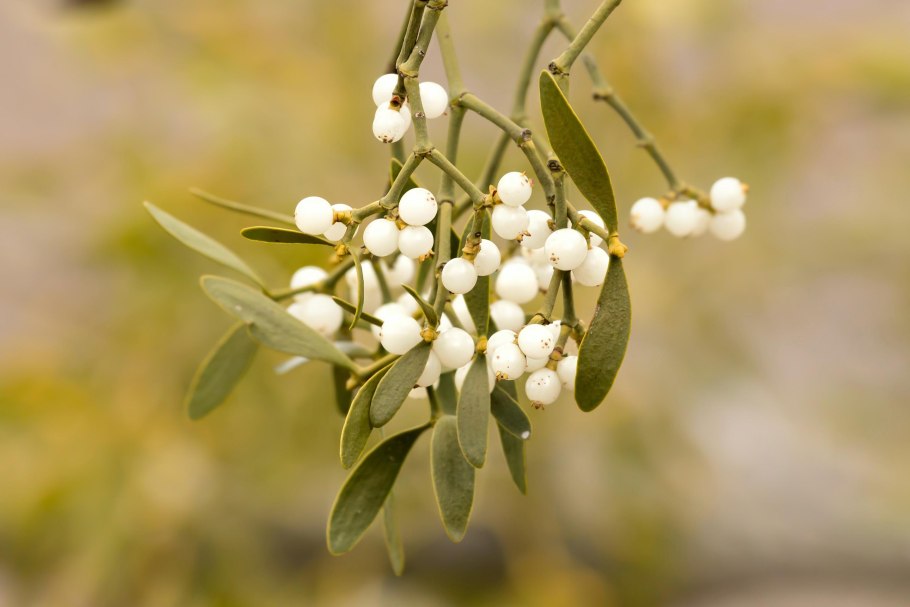 Омела цветок