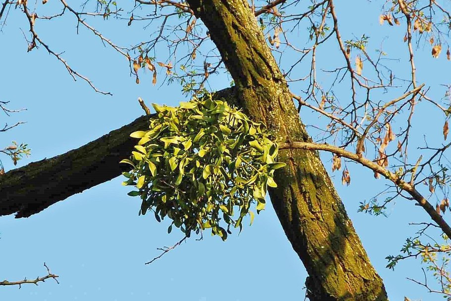 Омела растение паразит