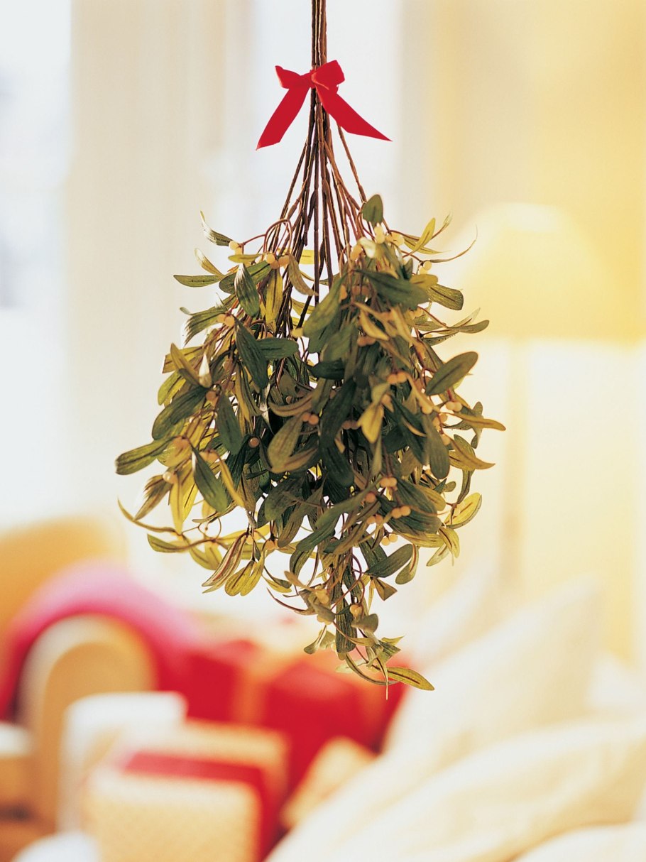 Омела Рождественская