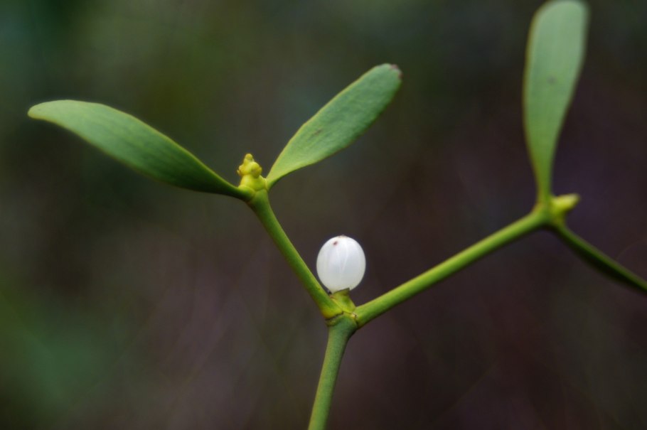 Омела белая побеги