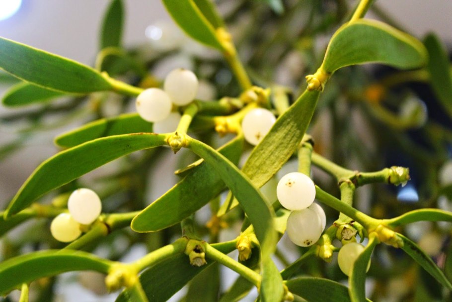 Омела белая растение