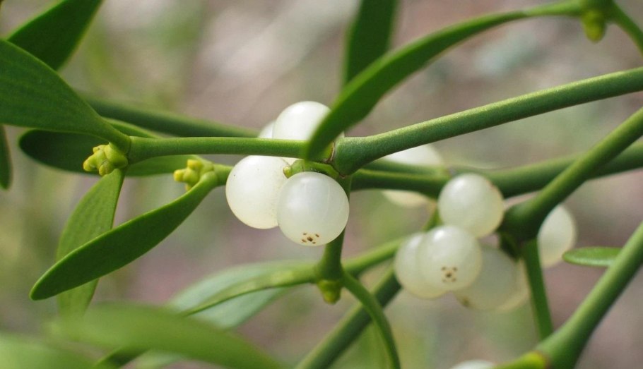 Омела белая растение