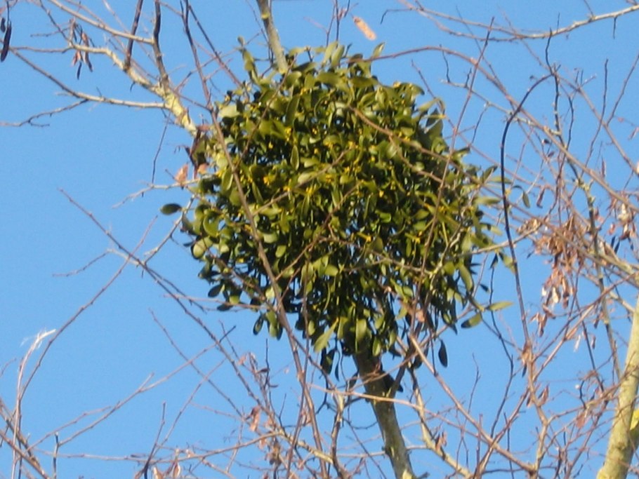 Омела сорняк