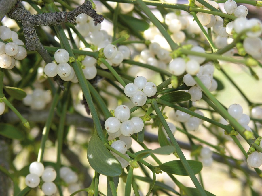 Омела растение