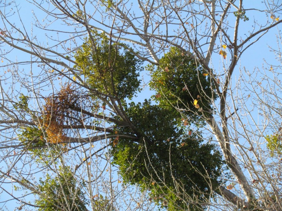 Омела кустарник паразит