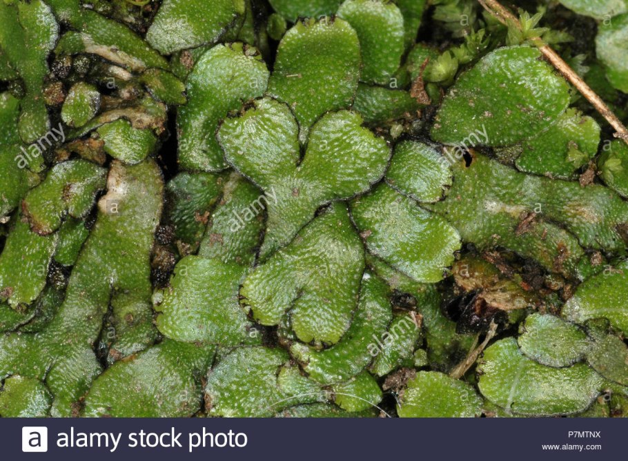 Печёночник Blasia pusilla