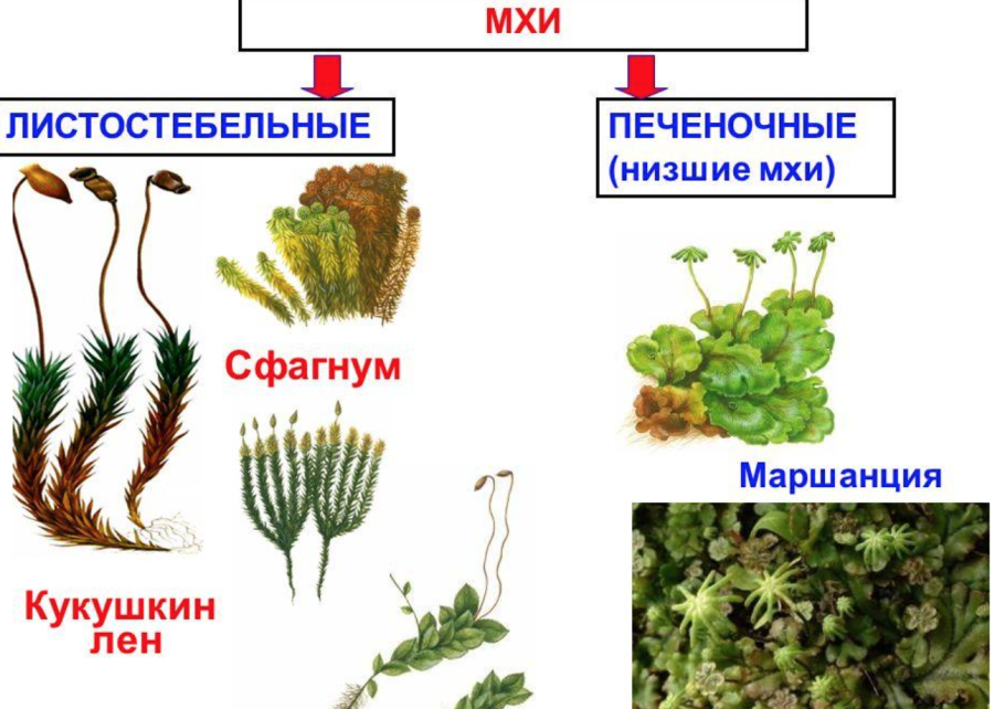 Маршанция обыкновенная