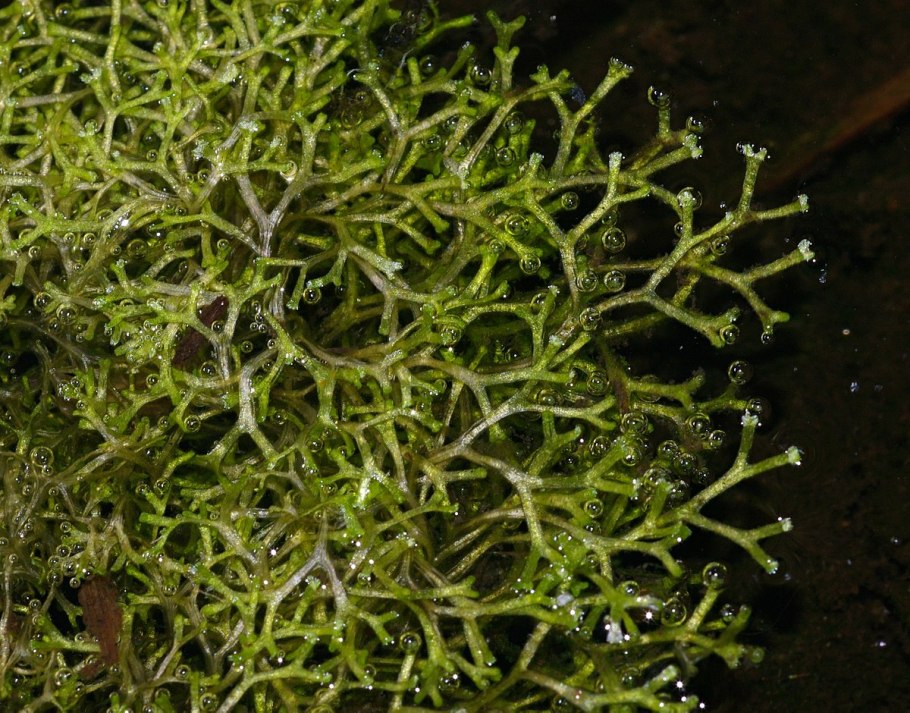 Blepharostoma trichophyllum