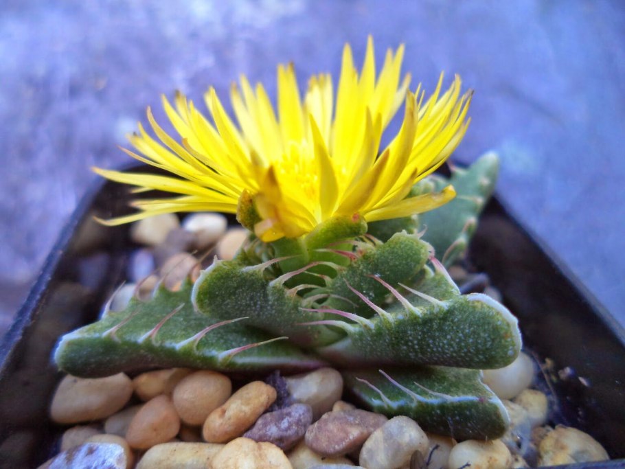 Суккулент Фаукария