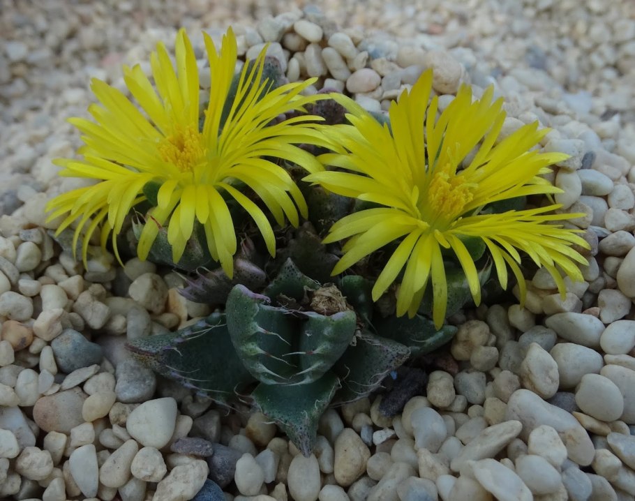 Фаукария Босха