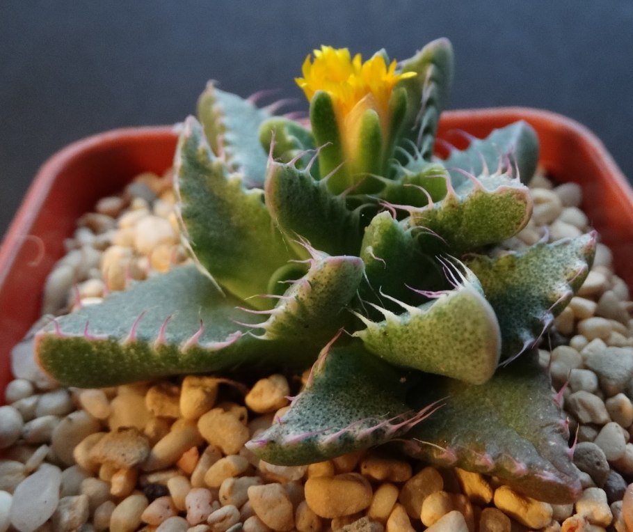 Фаукария Lupina