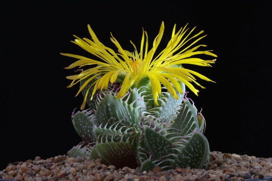 Суккулент Фаукария тигровая