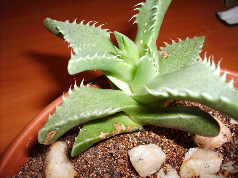 Фаукария цветение